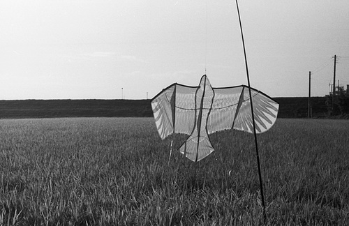 Kite in rice field
