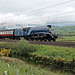 Gresley LNER class A4 60007 SIR NIGEL GRESLEY climbing Shap at Scout Green with 1Z44 07.26 Crewe - Carlisle The Settle & Carlisle Fellsman 23th May 2024.