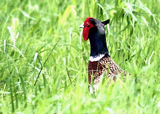 Laufen, laufen, bis ins hohe Gras