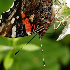 Admiral