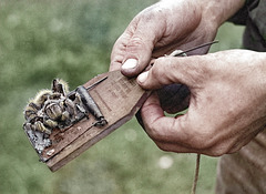 Unintended Consequence - Paraguay 1979