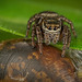 Die Springspinne meinte,da auf dem Schneckenhaus hat sie eine gute Tarnung :) The jumping spider said that it has good camouflage on the snail shell :) L'araignée sauteuse a dit qu'elle avait un bon camouflage sur la coquille d'escargot :)