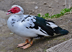 Not the prettiest!! Muscovy Duck