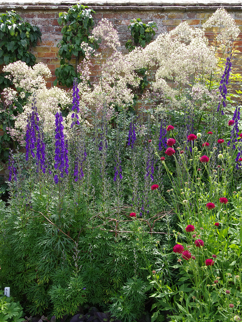 Monkshood, Thalictrum, Scabious