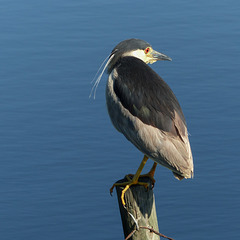 Black-crowned Night-heron