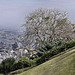 A Slippery Slope – Baha’i Gardens, Haifa, Israel