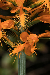 Platanthera ciliaris (Yellow Fringed orchid) with double lip