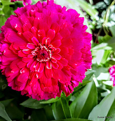 Zinnia