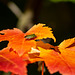 Shield Bug on maple