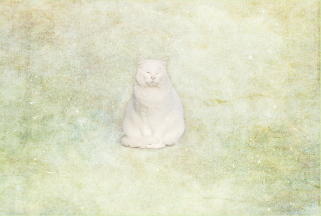 Weisse Katze 1