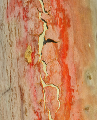 Eucalypt trunk