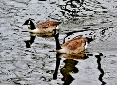 Canada Geese