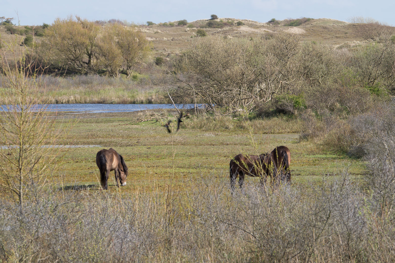 Nordholländisches Dünenreservat DSC09360