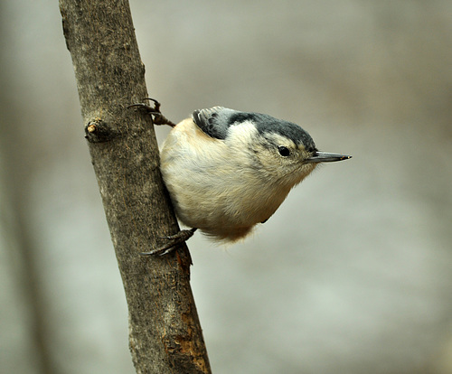 nuthatch st bruno 5 dec 2015 DSC 0995