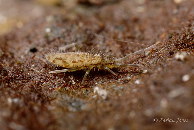 Entomobrya intermedia