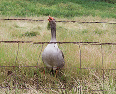 Coulterville Chinatown goose (#0611)