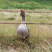 Coulterville Chinatown goose (#0611)