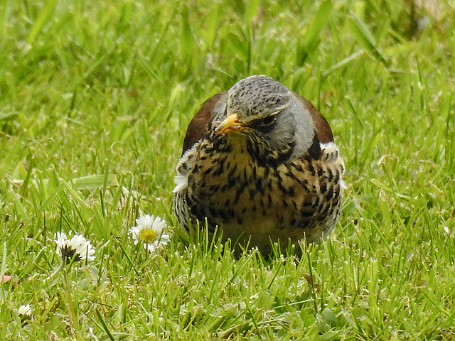 20170501 0807CPw [D~LIP]  Wachholderdrossel (Turdus pilaris), Bad Salzuflen