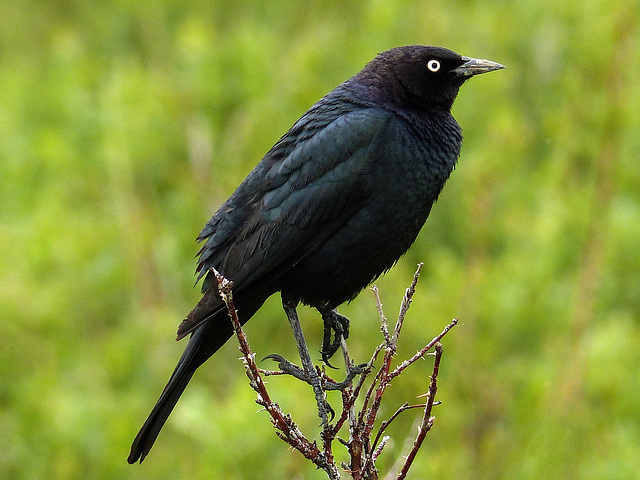 Brewer's Blackbird