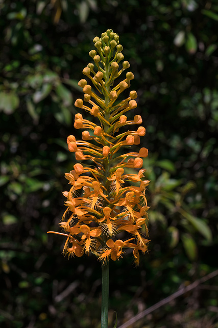 Platanthera ciliaris (Yellow Fringed orchid)