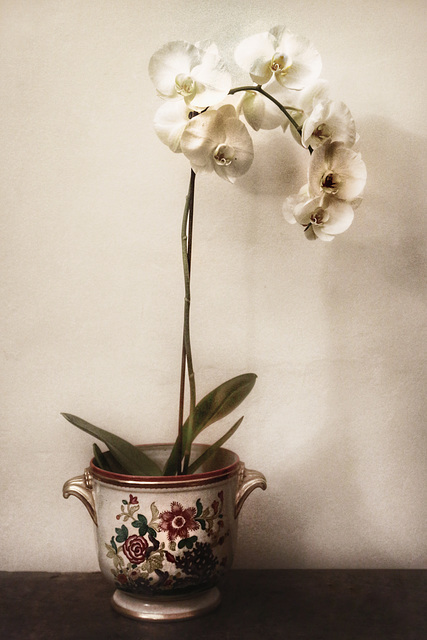 jean's orchid