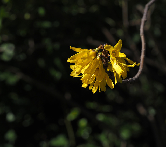 Forsythia