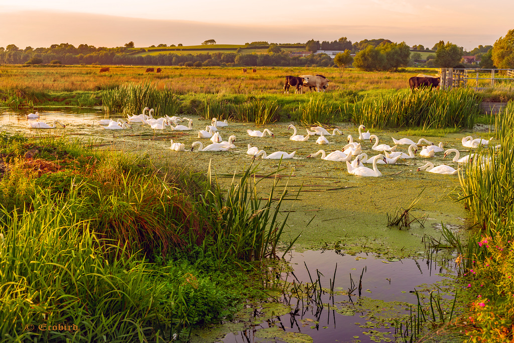 Sunset and Swans   HFF!