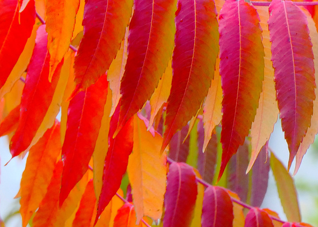 Flamboyant, mon sumac cette année...