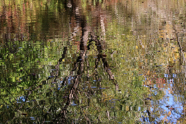 Reflections of a tree