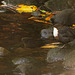 Dipper in the park in shadows on a bright day