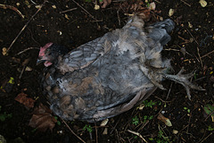 En une semaine une poule a disparu et une autre est morte subitement hier de la grippe aviaire ou de vieillesse .....