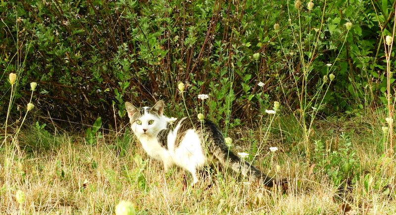 Very Long Tail