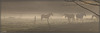 Chevaux dans la brume