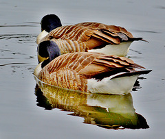 Canada Geese