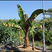 Ensete ventricosa