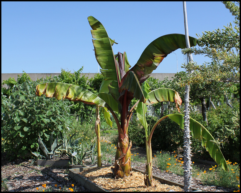 Ensete ventricosa