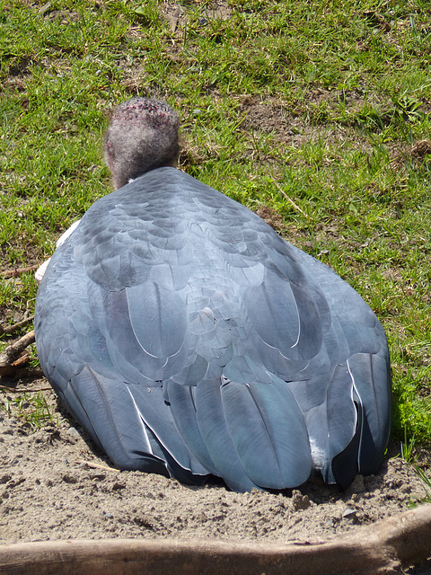 San Francisco Zoo (6) - 19 April 2016