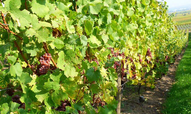 Oktober-Wein-Felder vor Saint Hippolyte