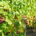 Oktober-Wein-Felder vor Saint Hippolyte