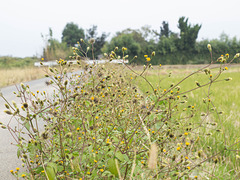 Weeds on the road edge