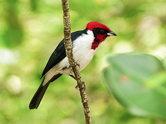 Masked Cardinal / Paroaria nigrogenis, Trinidad, Day 7