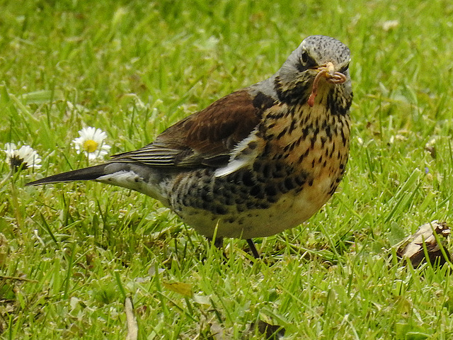 20170501 0810CPw [D~LIP]  Wachholderdrossel (Turdus pilaris), Bad Salzuflen