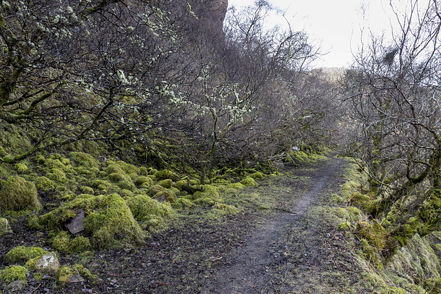 Mossy Hallaig path 2