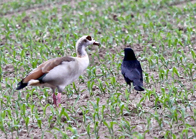 Nilgans am Bodensee