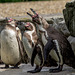 Vocal penguin