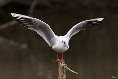 Mouette rieuse