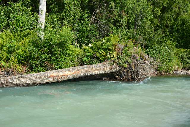 Alaska, Fallen Tree on the Right Bank of the Talkeetna River