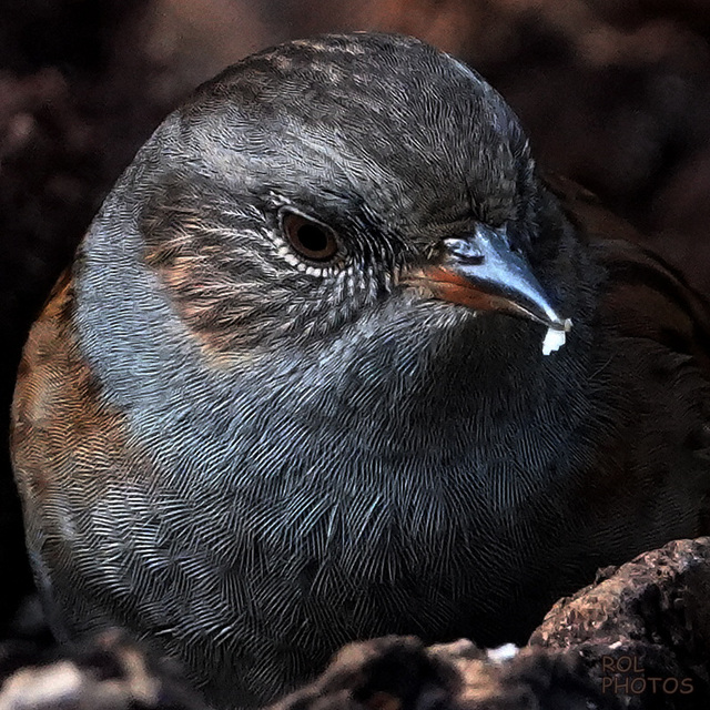 Voilà ce qu'il mange en hiver