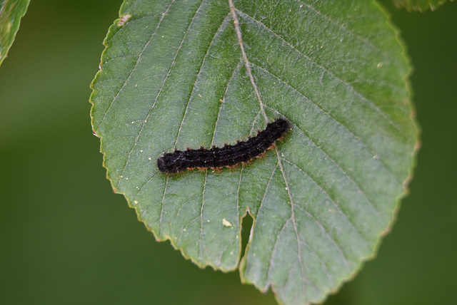 chenille du paon du jour