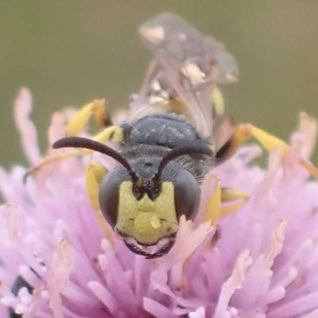 Bienenjagende Knotenwespe